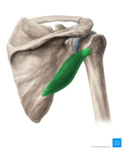 Read more about the article Teres Minor Exercises: Your Optimal Shoulder Health Guide