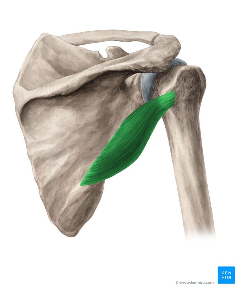 Teres Minor Exercises: Your Optimal Shoulder Health Guide