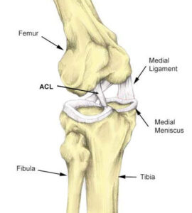 Read more about the article Medial Collateral Ligament Exercises: Strengthening and Rehabilitation