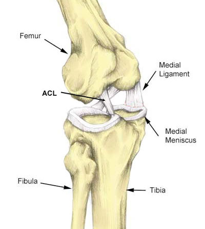 You are currently viewing Medial Collateral Ligament Exercises: Strengthening and Rehabilitation