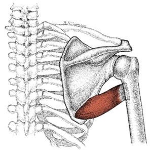 Read more about the article Teres Major Exercises: Sculpt Your Upper Back