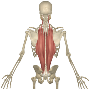 Read more about the article The Best Erector Spinae Workout: Strengthen Your Lower Back