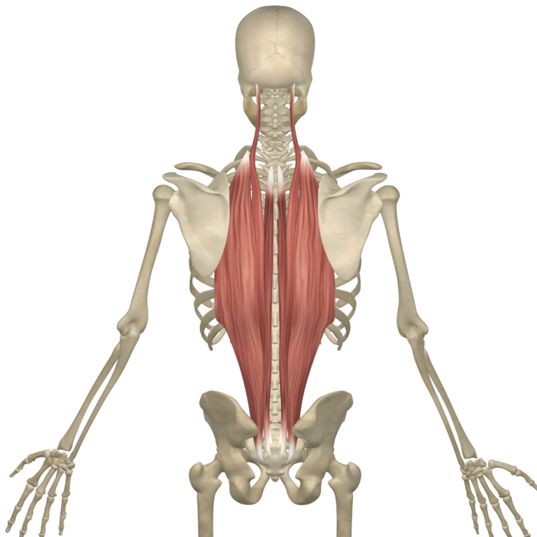 The Best Erector Spinae Workout: Strengthen Your Lower Back