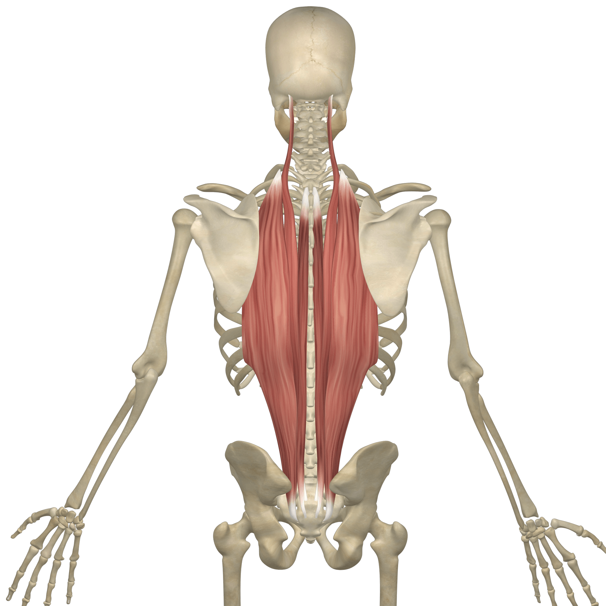 You are currently viewing The Best Erector Spinae Workout: Strengthen Your Lower Back